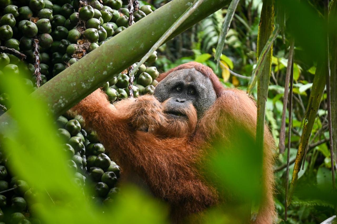 Sumatra Expedition Lodge Букіт-Лаванґ Екстер'єр фото