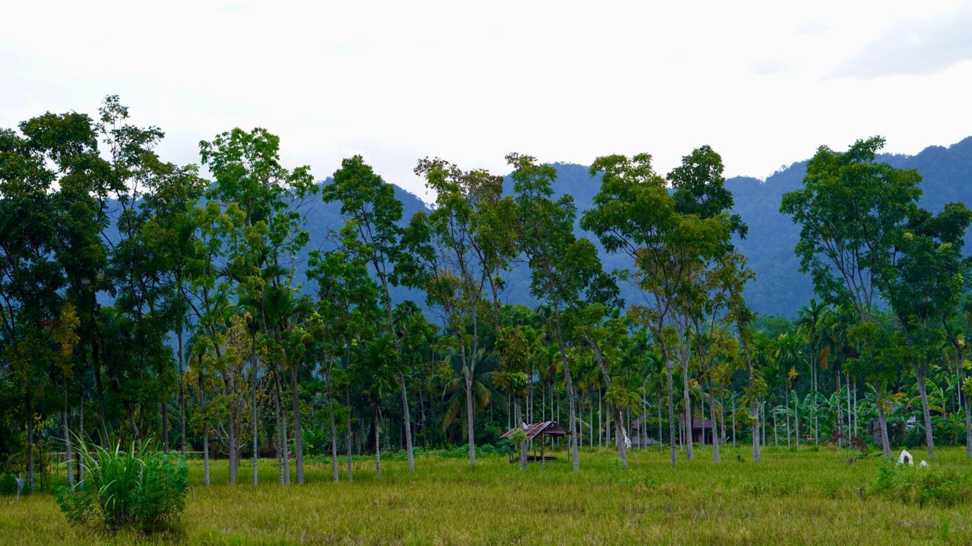 Sumatra Expedition Lodge Букіт-Лаванґ Екстер'єр фото
