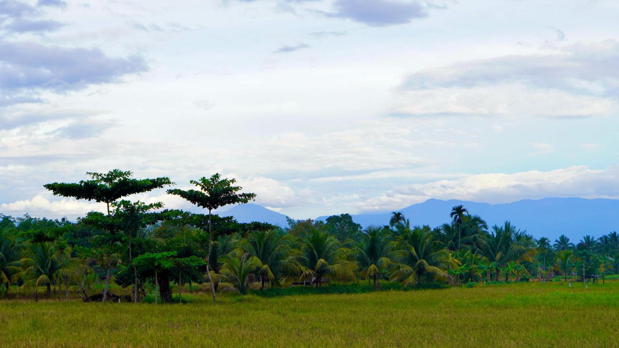 Sumatra Expedition Lodge Букіт-Лаванґ Екстер'єр фото